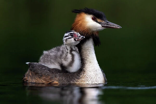 Great crested grebe (Podiceps cristatus) on water carrying chick on its back, Valkenhorst nature reserve, Valkenswaard, The Netherlands. June