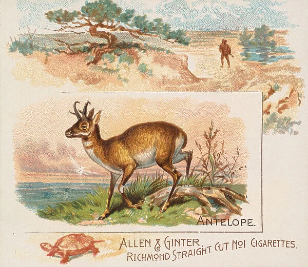 Antelope, from Quadrupeds series (N41) for Allen & Ginter Cigarettes, 1890