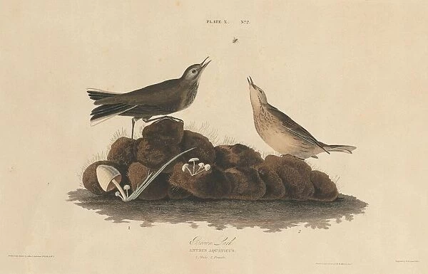 Brown Lark, 1827  /  1830. Creator: William Home Lizars