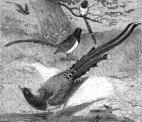 Chinese magpies in the Zoological Society's Gardens, Regent's Park, 1862. Creator: Unknown