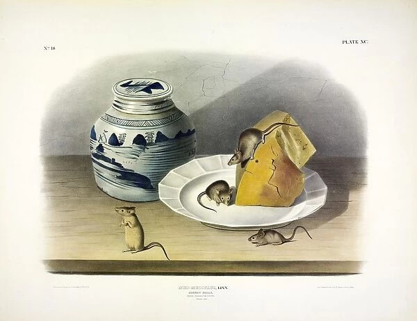 Common Mouse - Male, Female and Young, 1845