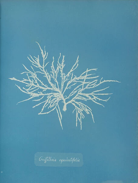 Griffithsia equisetifolia, ca. 1853. Creator: Anna Atkins