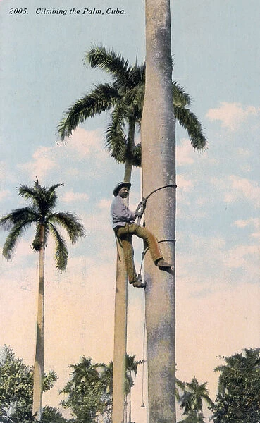 A man climbing a palm tree, Cuba, 1911