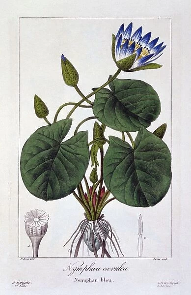 Nymphaea caerulea, pub. 1836. Creator: Panacre Bessa (1772-1846)