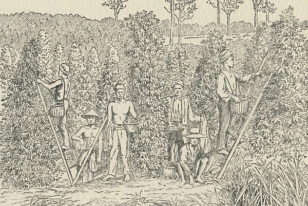 Pepper Plantation, 1924