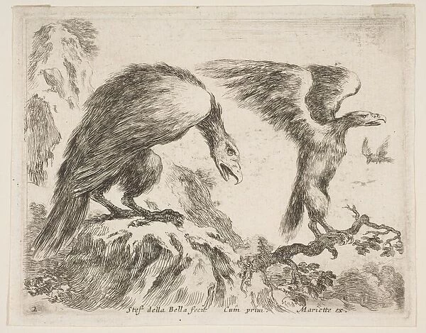 Plate 2: eagle and eaglet, from Various animals (Diversi animali), ca. 1641