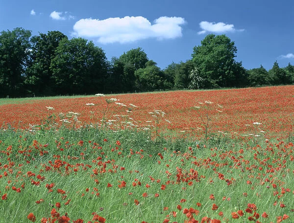 Poppy field, near Polesden Lacey, Surrey