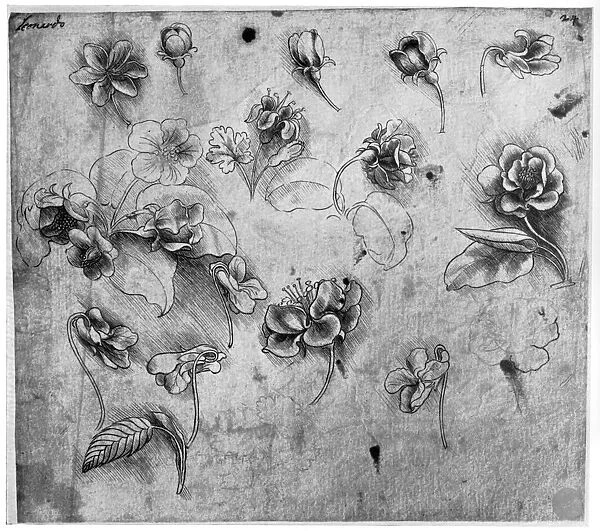 Study of flowers, c1481-1483 (1954). Artist: Leonardo da Vinci