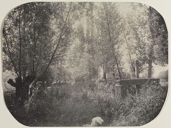 Untitled (Landscape with Dog), c. 1910. Creator: Unidentified Photographer