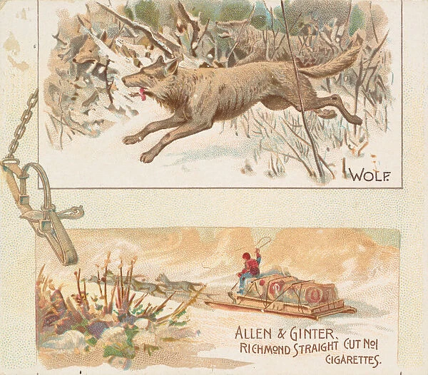Wolf, from Quadrupeds series (N41) for Allen & Ginter Cigarettes, 1890