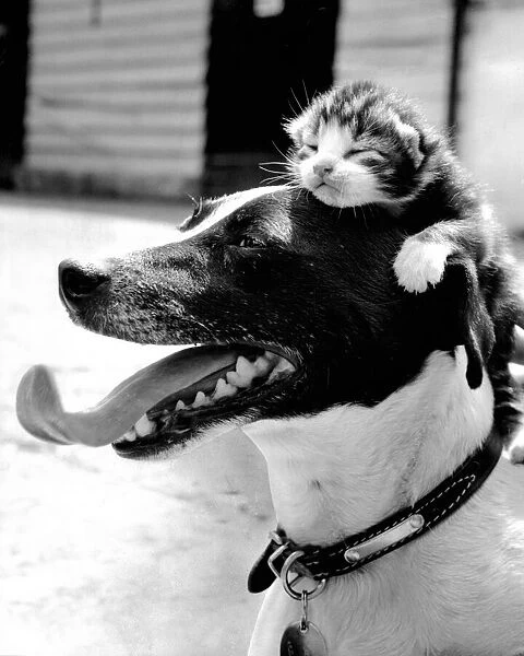 Snooze. Lassie the Jack Russell Terrier with an adopted kitten