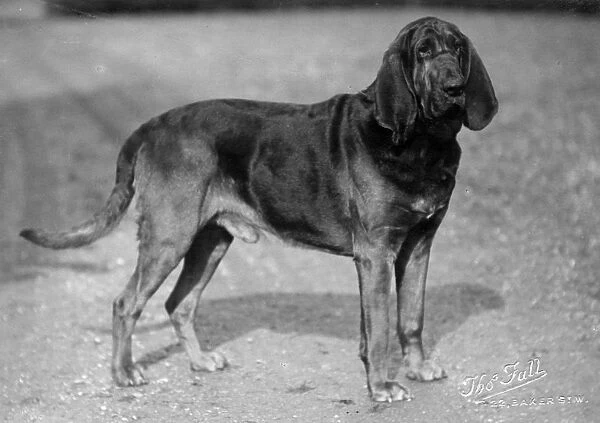 Fall  /  Bloodhound  /  1927