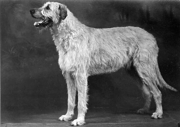 Fall  /  Wolfhound  /  1952