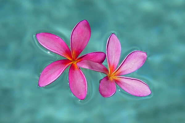 Close-Up Of Pink Plumeria Flowers In Water; Maui, Hawaii, United States Of America
