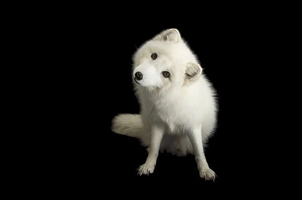 Cute Arctic Fox portrait on a black background