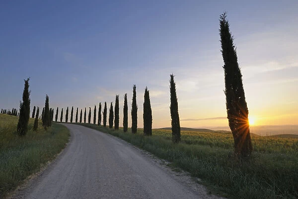 Cypress Lined Road at Sunrise, Monteroni d Arbia, Siena Province, Tuscany, Italy