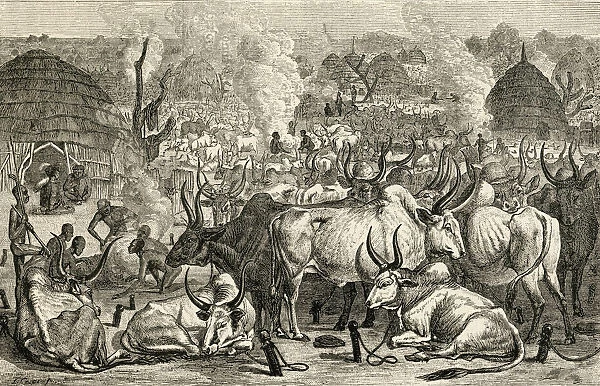 A Dinka Cattle Park, Southern Sudan, Africa In The 19Th Century. From The Worlds Inhabitants By G. T. Bettany Published 1888
