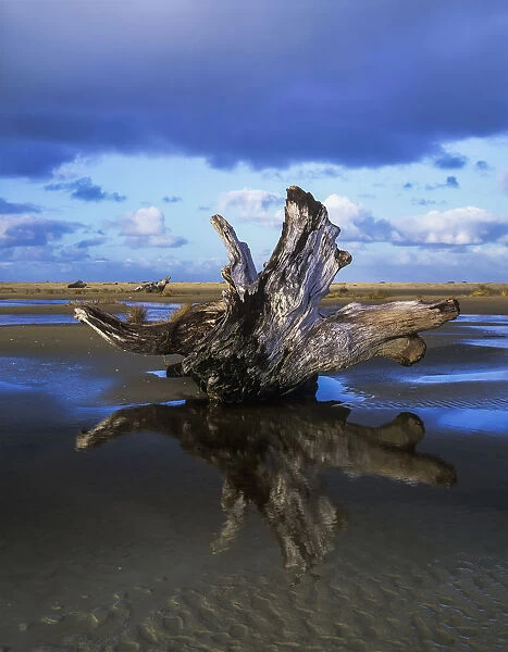 Driftwood Found Near Siltcoos Beach; Florence, Oregon, United States Of America