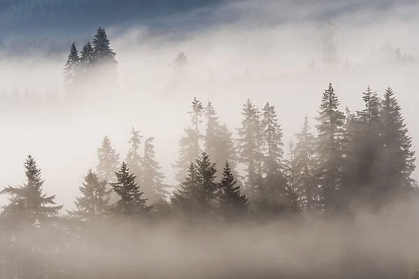 Fog and forest