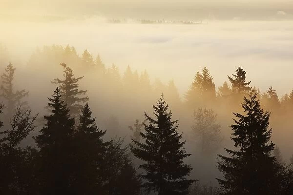 Happy Valley, Oregon, United States Of America; A Forest In The Valley With Fog At Sunrise