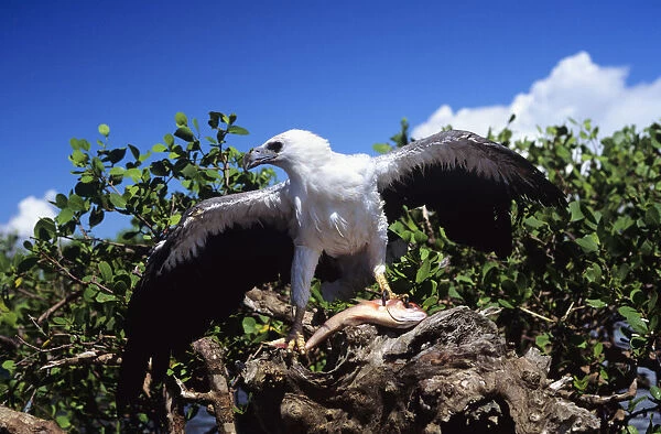 Indonesia, White Bellied Sea Eagle (Haliaeetus Leucogaster) Holding A Fish With Wings Spread