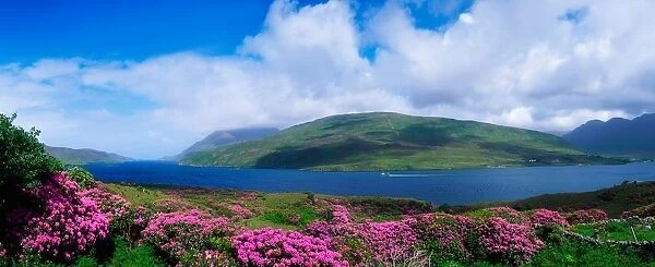 Killary Harbour, County Galway, Ireland; Harbour Scenic With Wildflowers