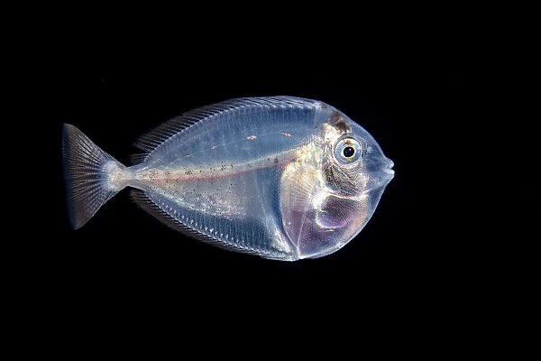 Larval stage of a surgeonfish, Yap, Micronesia