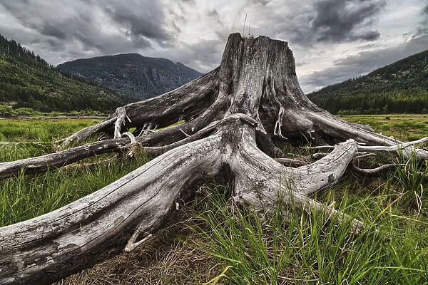Old Stump In The Flood Plains At The South End Of Buttle Lake, Strathcona Provincial Park; British Columbia, Canada