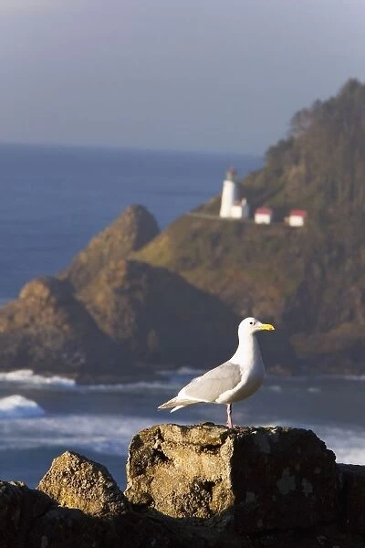 Oregon, United States Of America; A Bird Sitting On A Rock With Heceta Head Lighthouse In The Background Along The Coast Of The Pacific Ocean