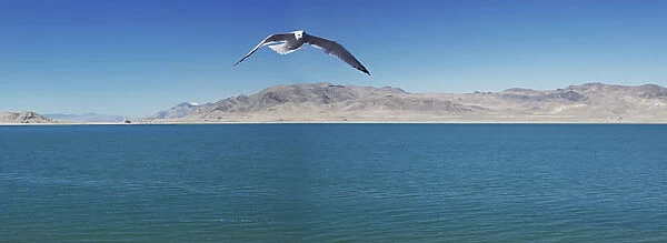 Seagull over pyramid lake; Nevada united states of america