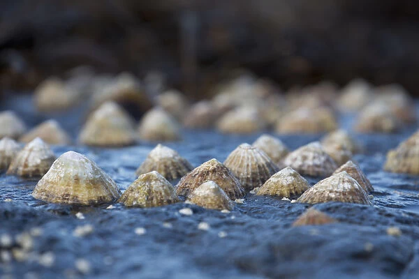 Seashells On A Rock; South Shields, Tyne And Wear, England