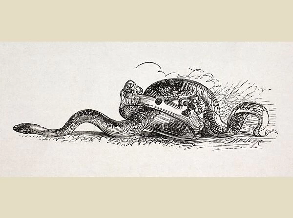 A Snake Slithers Through A Royal Crown. A Symbolic Illustration At The End Of The Act Ii Of Hamlet By William Shakespeare In The Illustrated Library Shakspeare, Published London 1890
