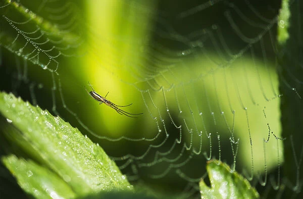 A Spider Waits In Her Web; Astoria, Oregon, United States Of America
