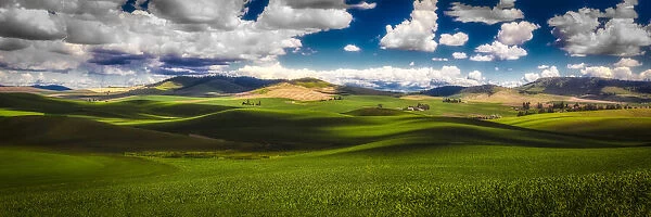 Sunlit rolling hills with green grain fields and white puffy clouds in sky, Palouse, Washington, USA