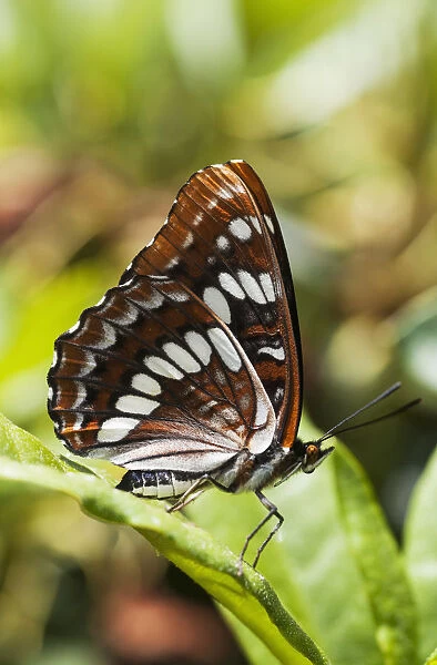 A White Admiral Butterfly (Limenitis Arthemis) Rests On A Leaf; Astoria, Oregon, United States Of America