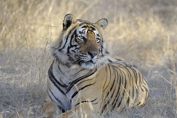 Bengal Tiger (Panthera tigris tigris) resting in dry grass, India, Rajastan