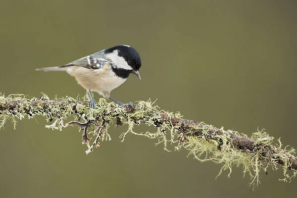 Coal Tit (Periparus ater) perched on lichen branch, Grisons, Switzerland