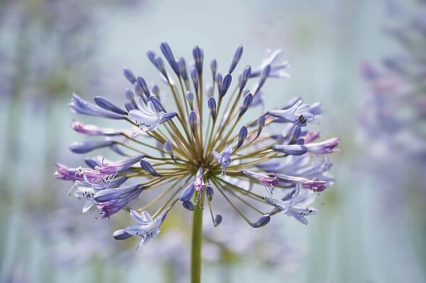 Agapanthus, Agapanthus Blue Heaven, Close view of one flowerhead with flowers at