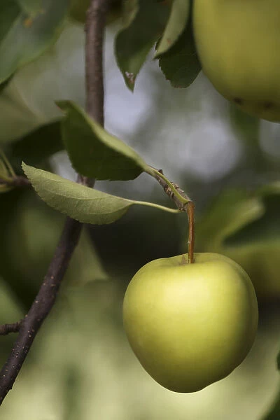 Apple, Malus domestica cultivar. Apples growing on tree