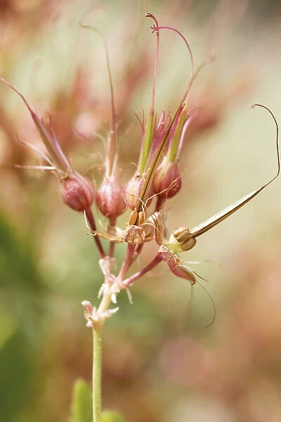 CL_0130. Geranium psilostemon. Seedhead. Plant