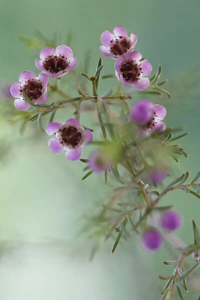 CPD_0059. Hoya bella. Wax flower. Mauve subject