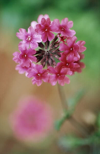 CS_1097. Primula pulverulenta. Primula  /  Primrose - Candelabra primrose. Pink subject