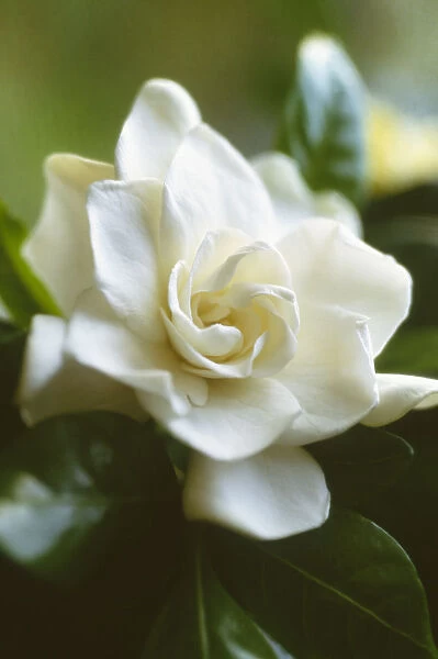 CS_1623. Gardenia augusta. Gardenia. White subject