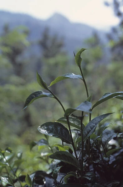 CS_1836. Camellia sinensis. Tea plant. Green subject