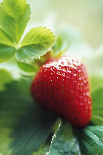 CS_1927. Fragaria x ananassa. Strawberry. Red subject. Green b / g