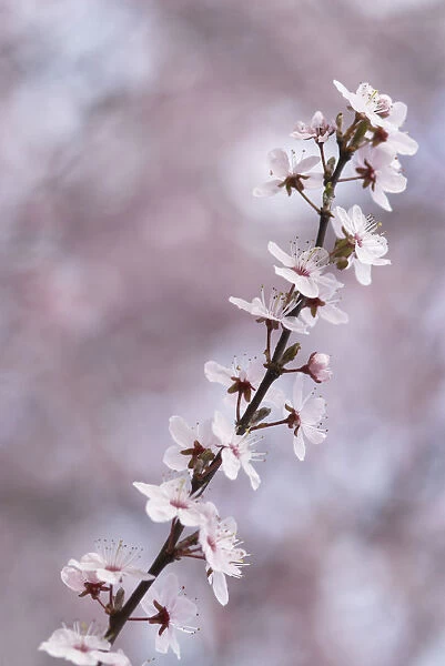 CS_2503. Prunus dulcis. Almond. Pink subject