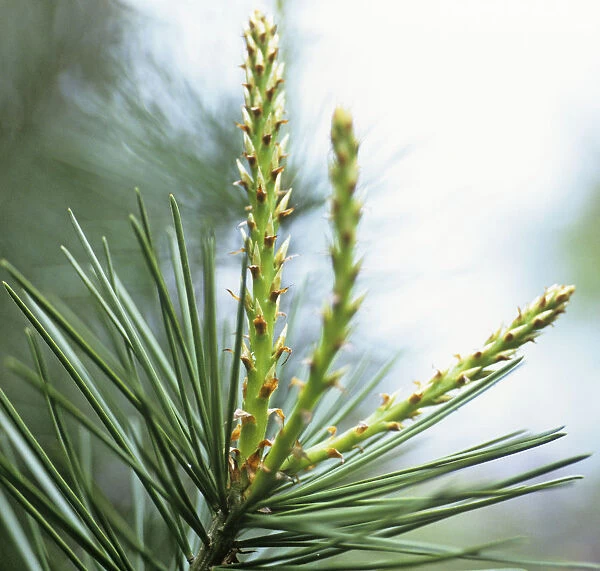 CS_2551. Picea - variety not identified. Pine  /  Fir  /  Spruce - variety not identified