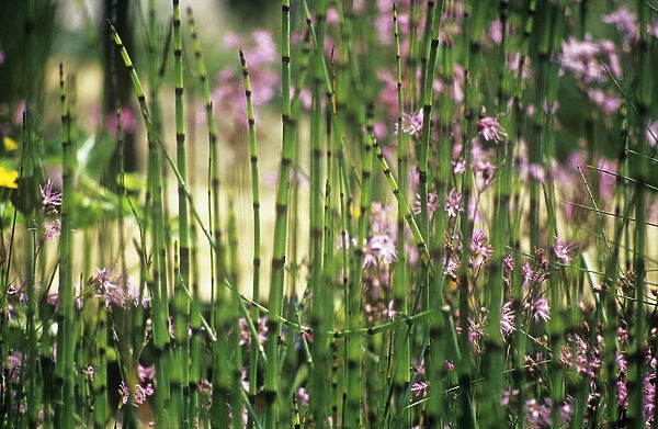 CS_2803. Equisetum fluviatile. Horsetail - Water horsetail. Green subject