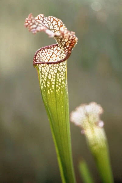 CS_719. Sarracenia leucophylla. Pitcher plant