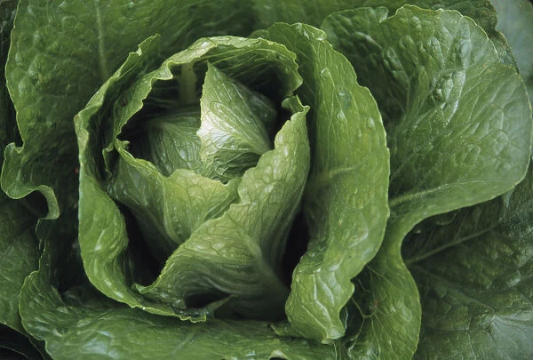 DT_FV04. Lactuca sativa. Lettuce. Green subject